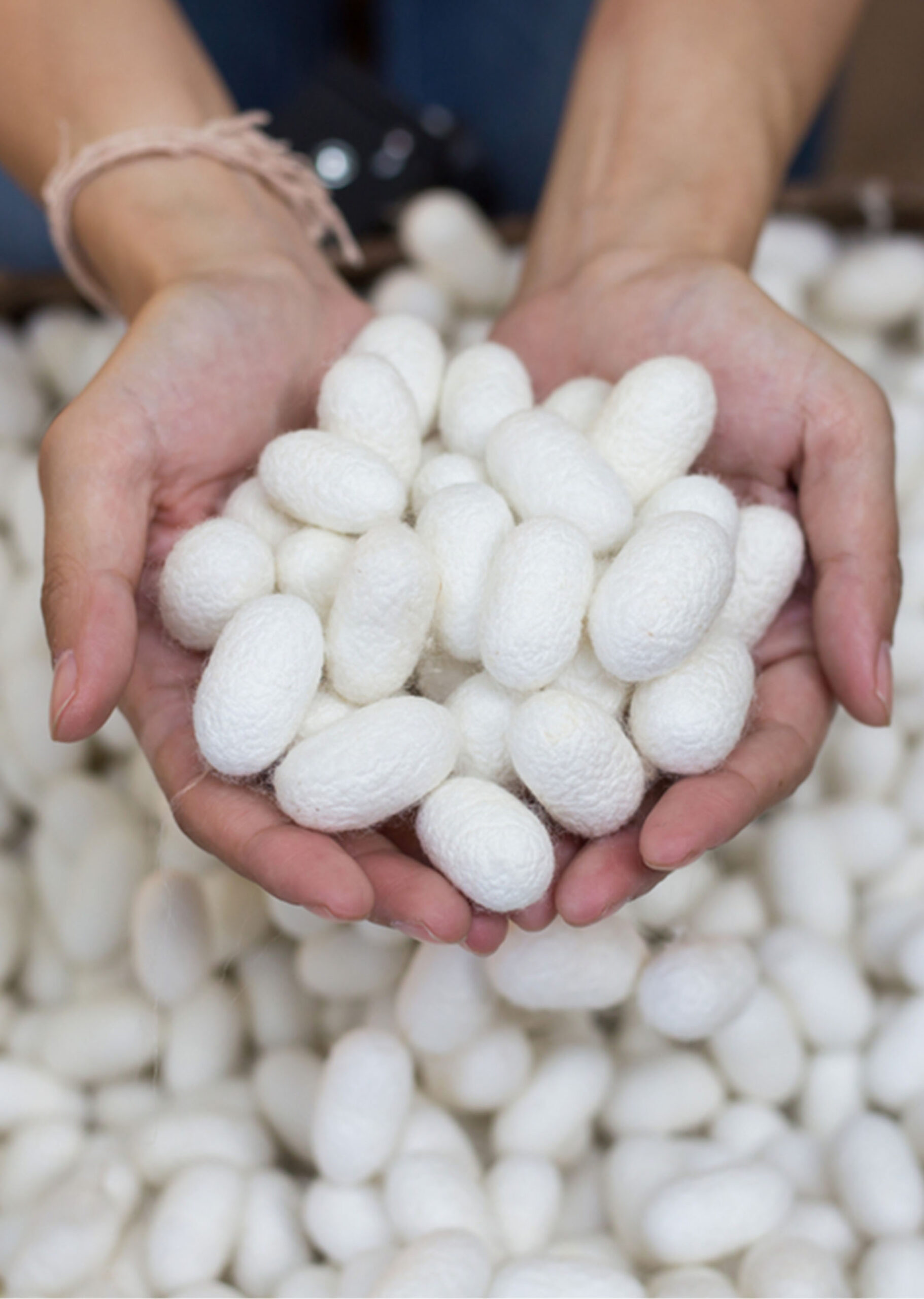 Hands holding silk cocoons
